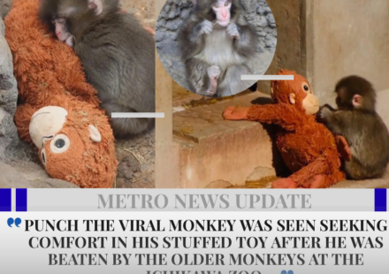 Japanese Zoo Monkey Punch Goes Viral