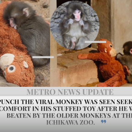 Japanese Zoo Monkey Punch Goes Viral