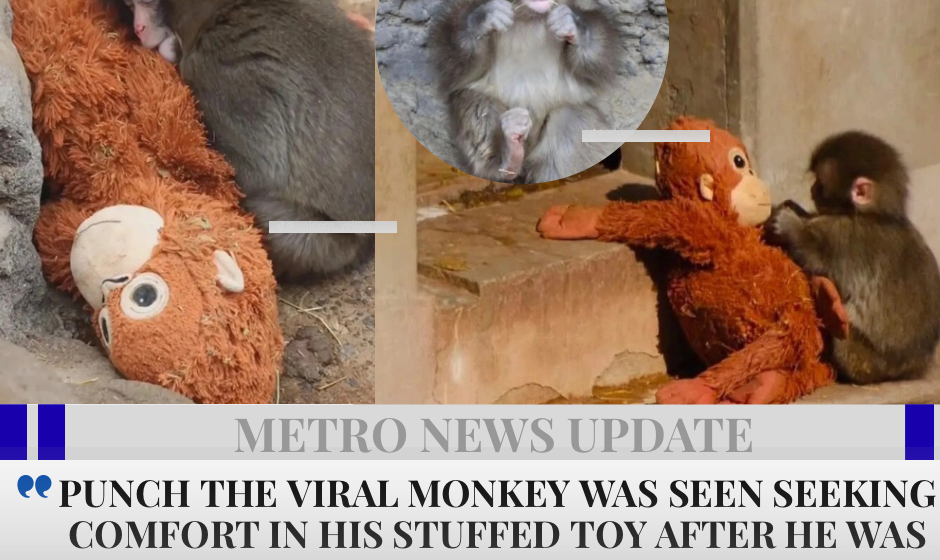 Japanese Zoo Monkey Punch Goes Viral